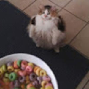 Meet your Posher, Genevieve